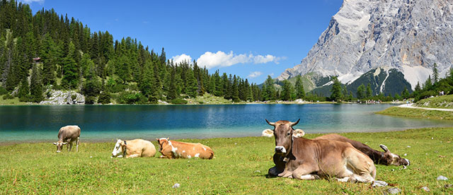 Bergsee mit Kühen